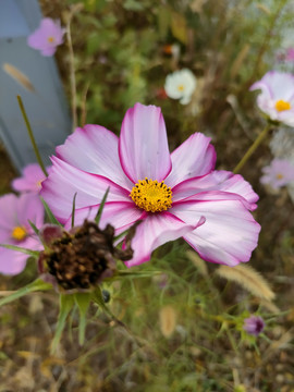 格桑花