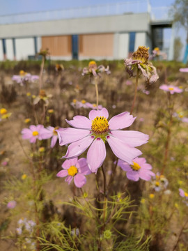 格桑花