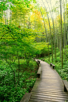 竹林小道