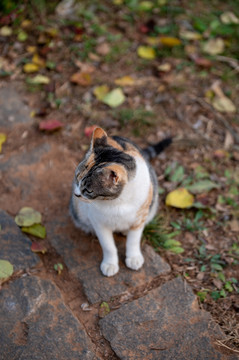 三花猫