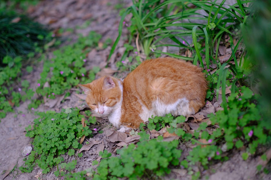 流浪猫橘猫