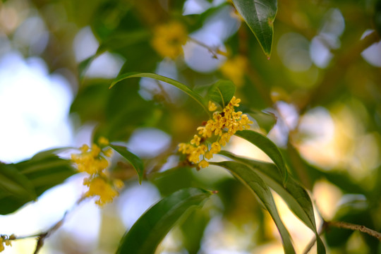 秋日桂花