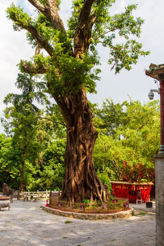 桂平西山风景名胜区大榕树