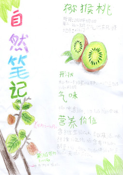 獼猴桃自然筆記