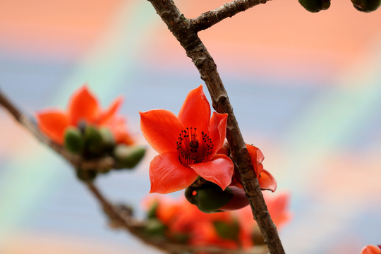 木棉花