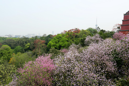 紫荆花