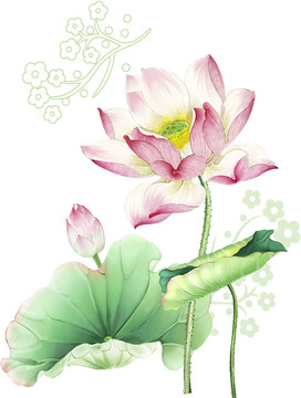荷花