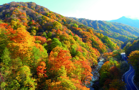 光雾山红叶