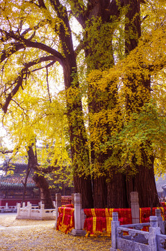 潭柘寺