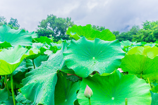 水墨宏村