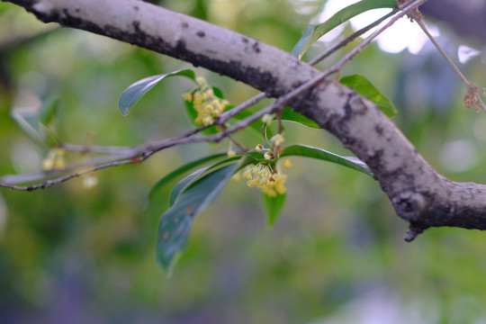 秋天桂花盛开