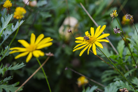 黄金菊蜜蜂采蜜