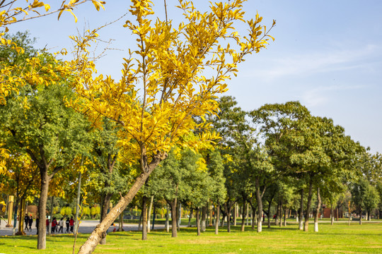 大明宫国家遗址公园秋景