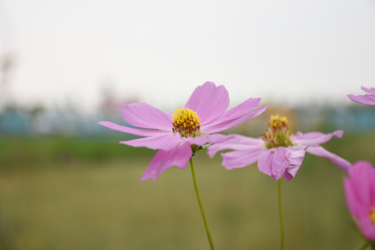 格桑花特写