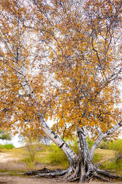 秋天白桦树