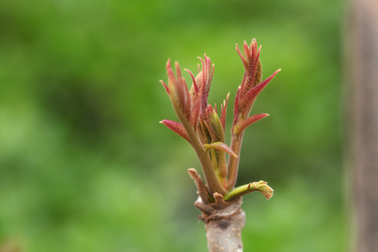 鲜嫩的香椿芽