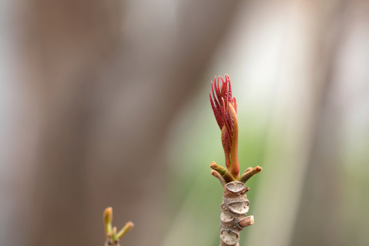 鲜嫩的香椿芽