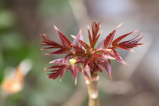 长出来的香椿芽