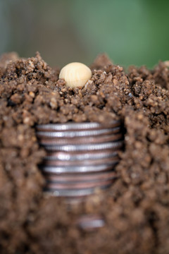 美元硬币和土壤上的豆种