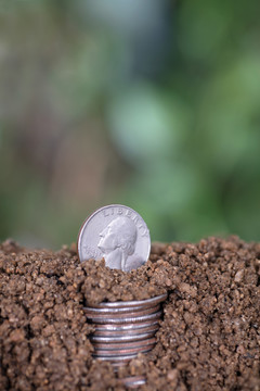 土壤里种植美元硬币