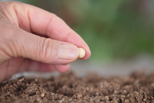 手拿一粒黄豆种在土壤里特写