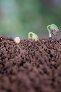 一粒黄豆种子逐渐生长发芽的过程