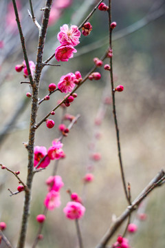 梅花