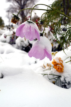 雪中花