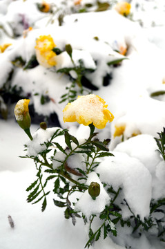 雪中花