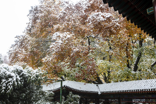 頤和園雪景