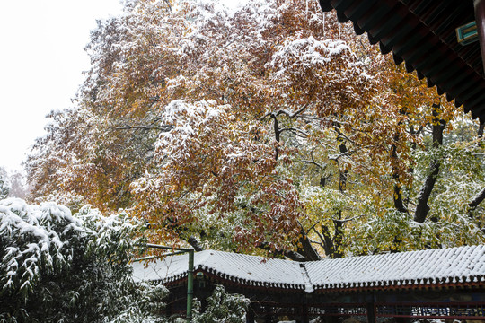 颐和园雪景