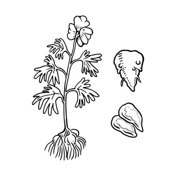 附子插畫(huà)