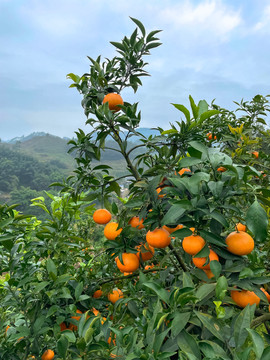 爱媛38号果冻橙