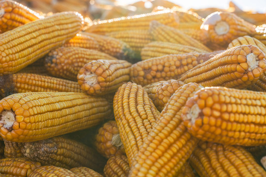 中国东北成熟的玉米