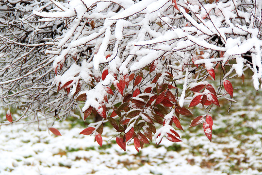 冬季初冬雪景雪压枝头