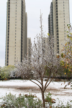 冬天雪景公园住宅楼