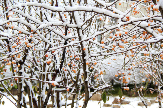 立冬冬季雾凇红果雪压红果