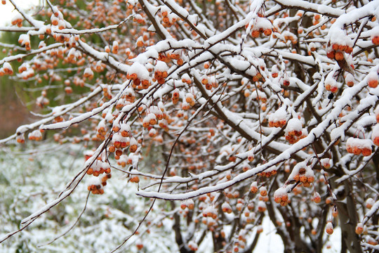 冬天雪景雾凇雪压红果