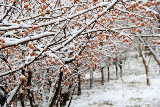 雪压枝头雾凇冬季立冬