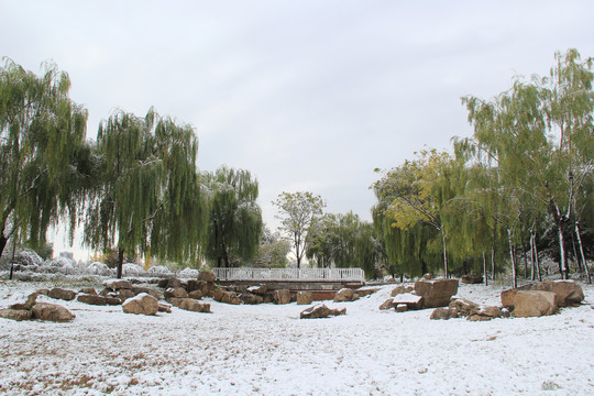 湿地公园冬季雪后雪景