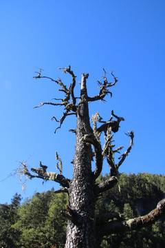 稻城的天空