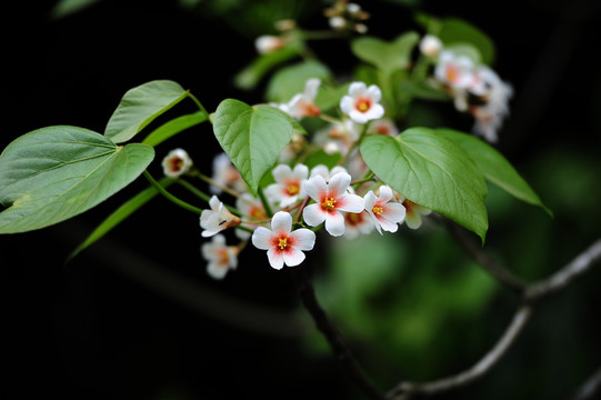 油桐花