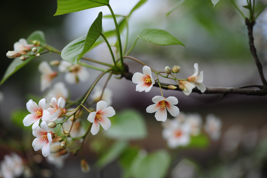 油桐花