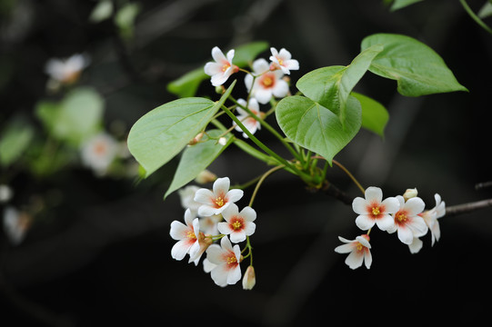 油桐花