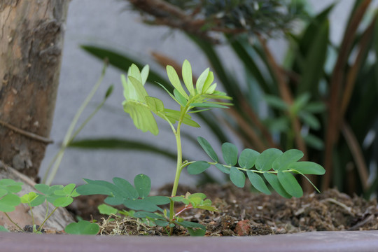 花生种植