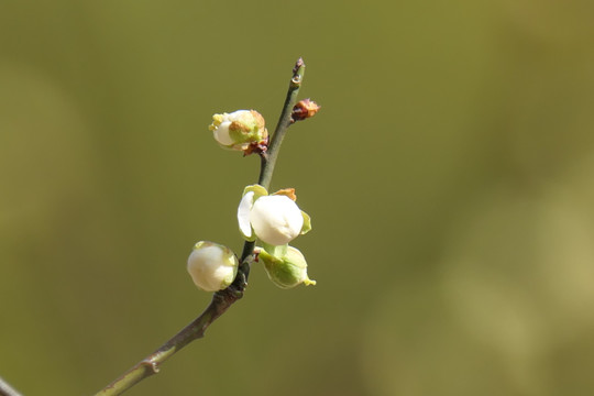 梅花