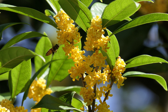 桂花