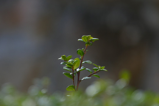 小草苗