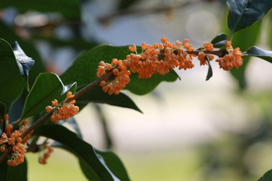 桂花