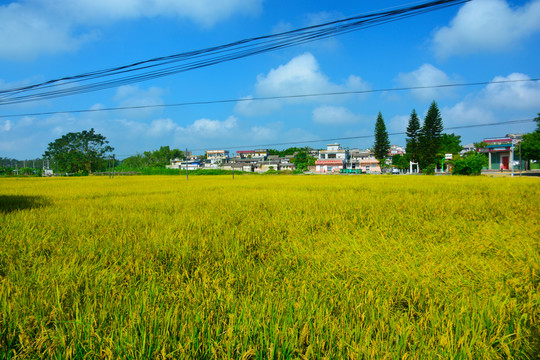 稻田风景